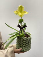 Trésor - Orquídea Paphiopedilum