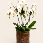 arranjo de orquídeas phalaenopsis cascata