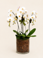 arranjo de orquídeas phalaenopsis cascata