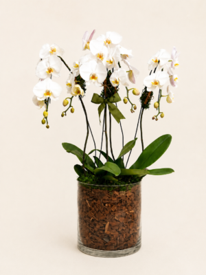 arranjo de orquídeas phalaenopsis cascata