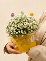 box de gypsophylas