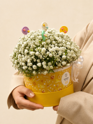 box de gypsophylas