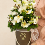 box de mini orquídea phalaenopsis
