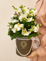 box de mini orquídea phalaenopsis