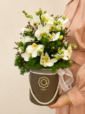 box de mini orquídea phalaenopsis