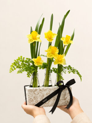narcisus