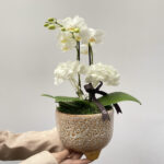 Perle - Mini Orquídeas Phalaenopsis