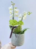 orquídea branca com hortensia