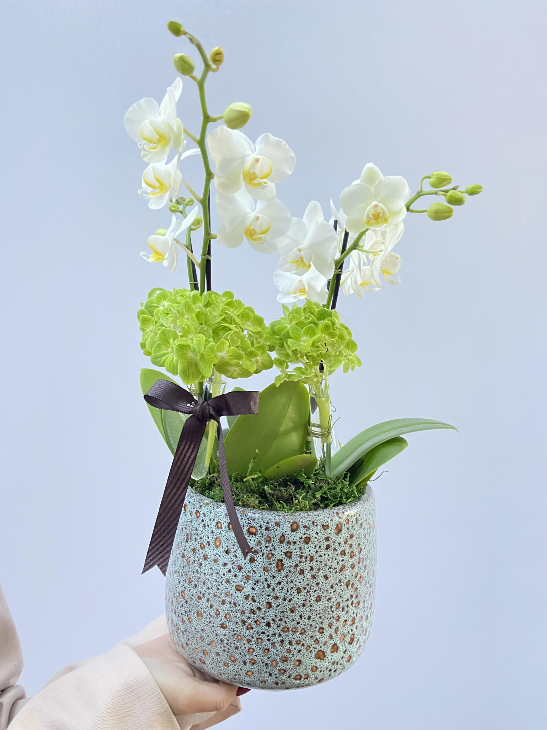 orquídea branca com hortensia orquídea branca com hortensia