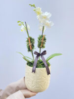 orquidea branca, vaso de ceramica, porto alegre