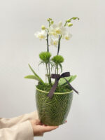 orquidea brancaa flores perto de mim