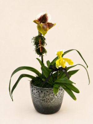 orquídea paphiopedilum