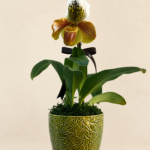 orquídea paphiopedilum
