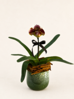 orquídea paphiopedilum