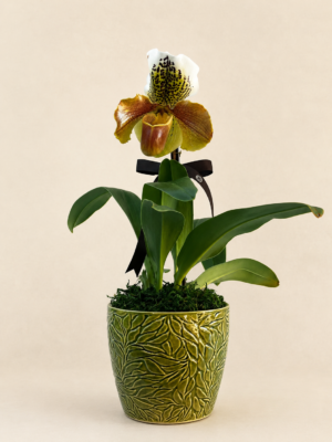 orquídea paphiopedilum