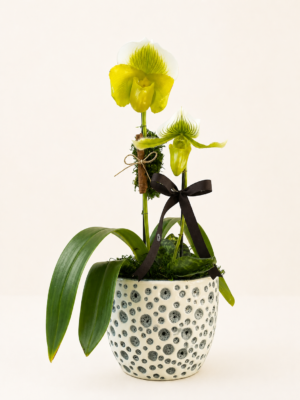 orquídea paphiopedilum em porto alegre