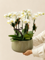 orquídea phalaenopsis