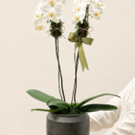 orquídea phalaenopsis cascata