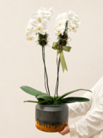 orquídea phalaenopsis cascata