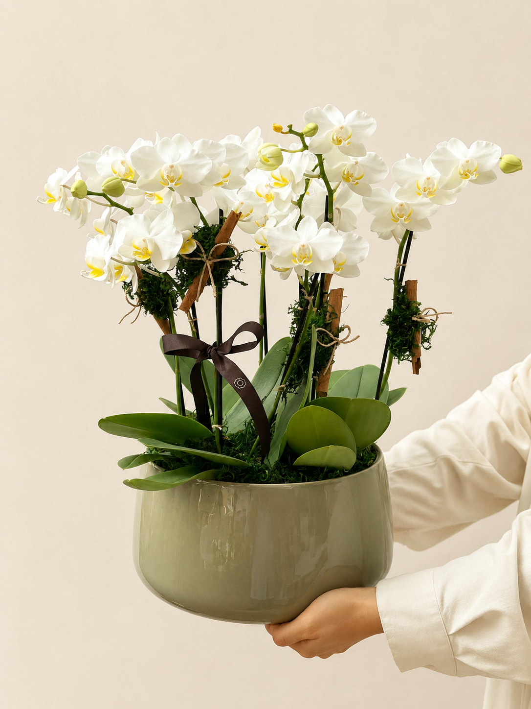 orquídea phalaenopsis orquídea phalaenopsis
