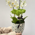 orquidea porto alegre, floriculturas perto de mimm