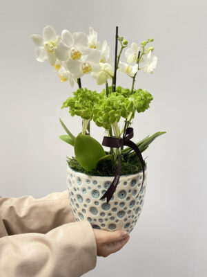orquidea porto alegre, floriculturas perto de mimm