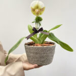 Joie - Orquídea Paphiopedilum