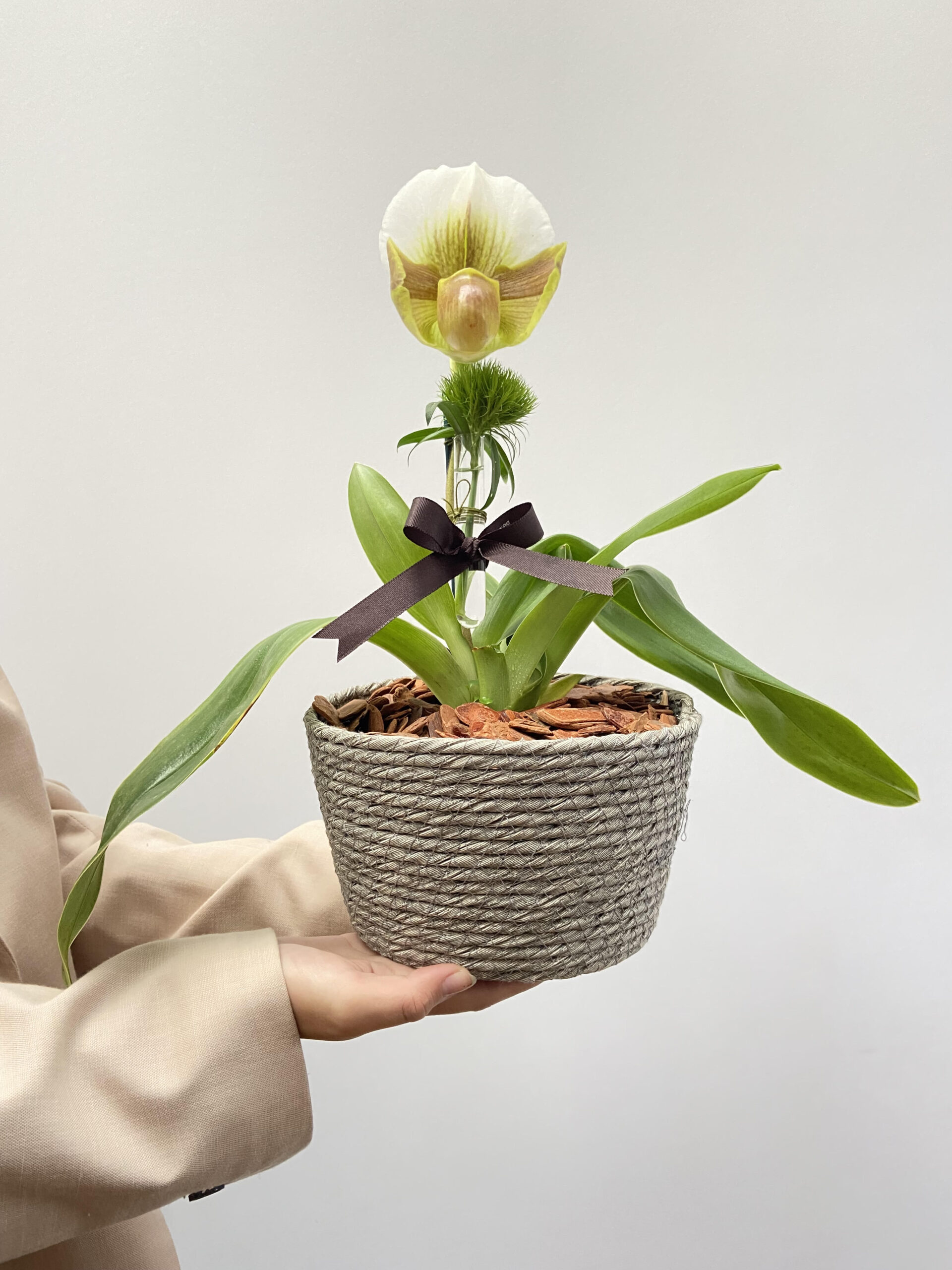 orquideaas Joie - Orquídea Paphiopedilum - Imagem 1