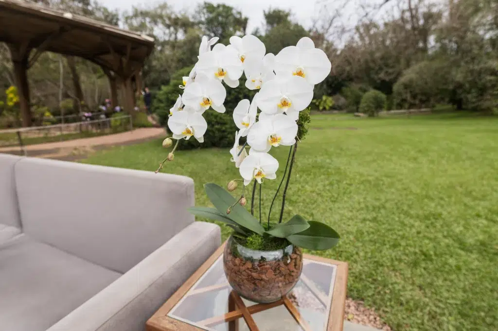 Como cuidar de orquídea Phalaenopsis: guia prático