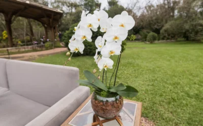 Como cuidar de orquídea Phalaenopsis: guia prático