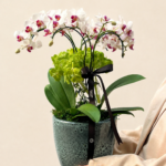 miini orquídeas phalaenópsis