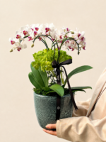 miini orquídeas phalaenópsis