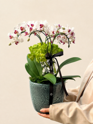 miini orquídeas phalaenópsis