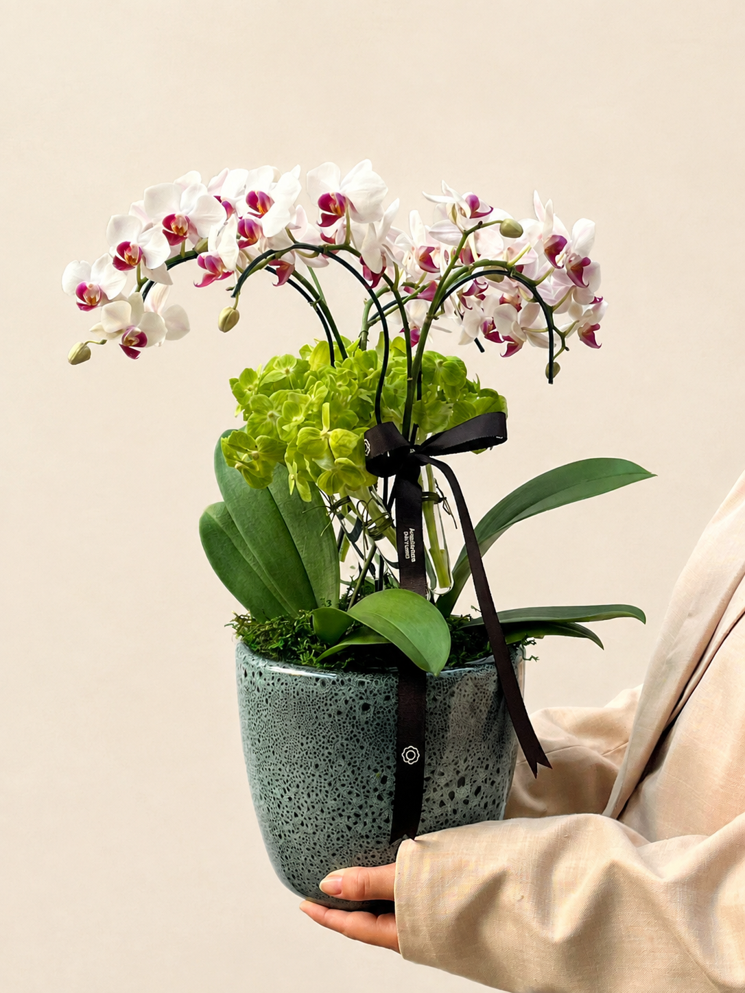 miini orquídeas phalaenópsis miini orquídeas phalaenópsis