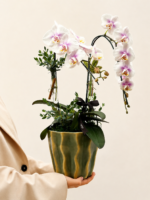 mini orquídea phalaenops (3)