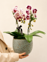 mini orquídea phalaenops (4) (1)