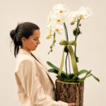 mini orquídea phalaenopsis (11)