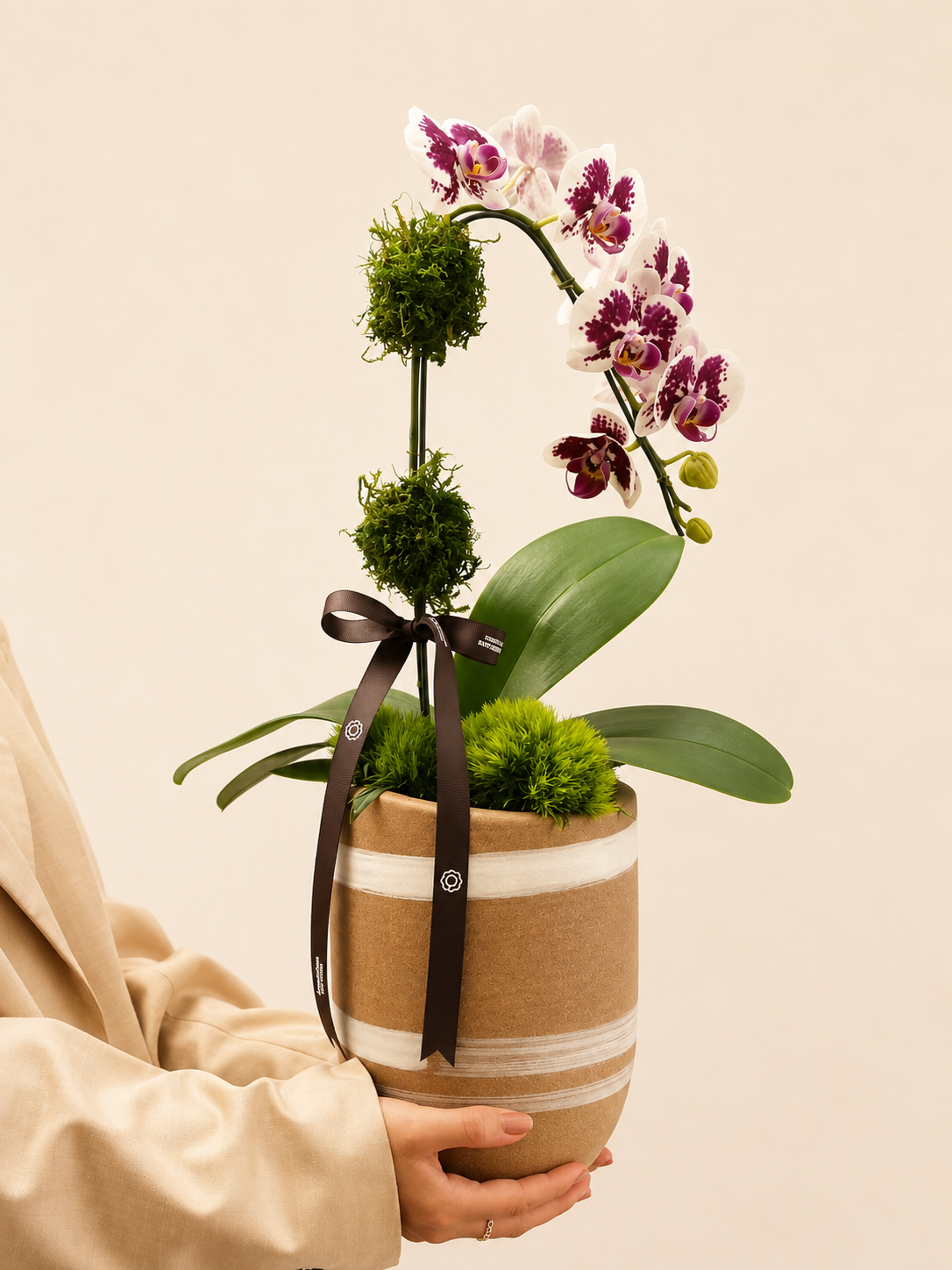 mini orquídea phalaenopsis (13) mini orquídea phalaenopsis (13)