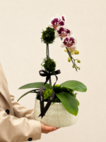 mini orquídea phalaenopsis (3)