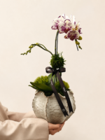 mini orquídea phalaenopsis (5)