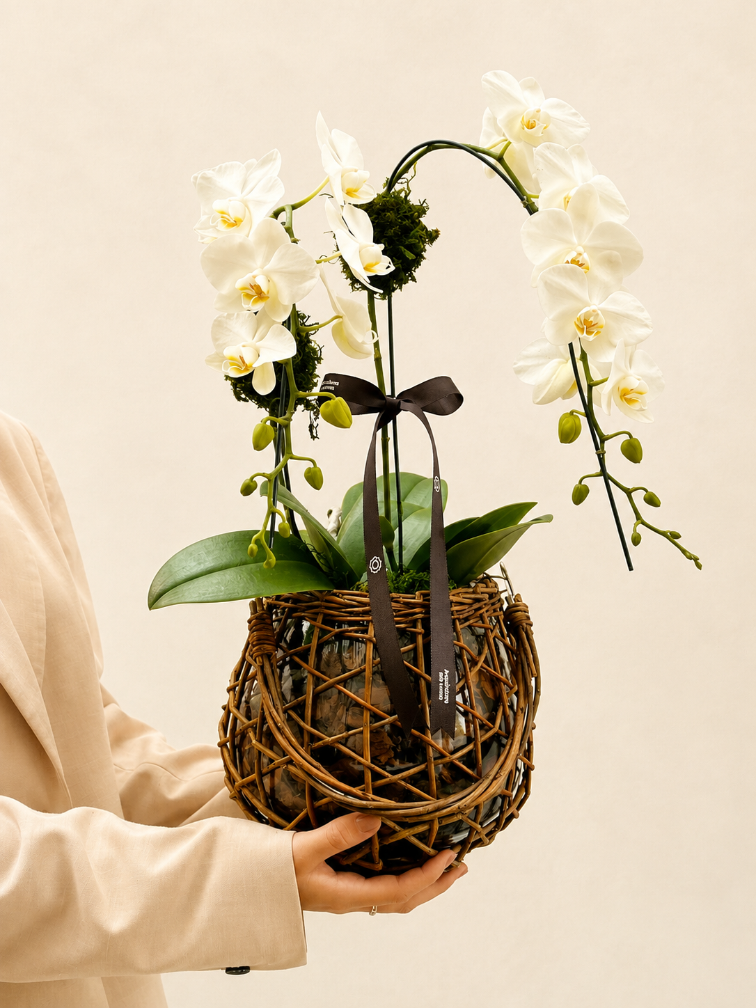 mini orquídea phalaenopsis (7) mini orquídea phalaenopsis (7)