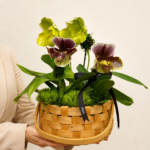 orquídea paphiopedilum (2)