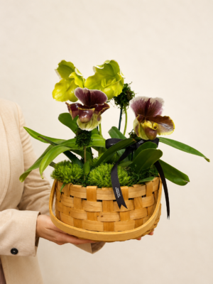 orquídea paphiopedilum (2)
