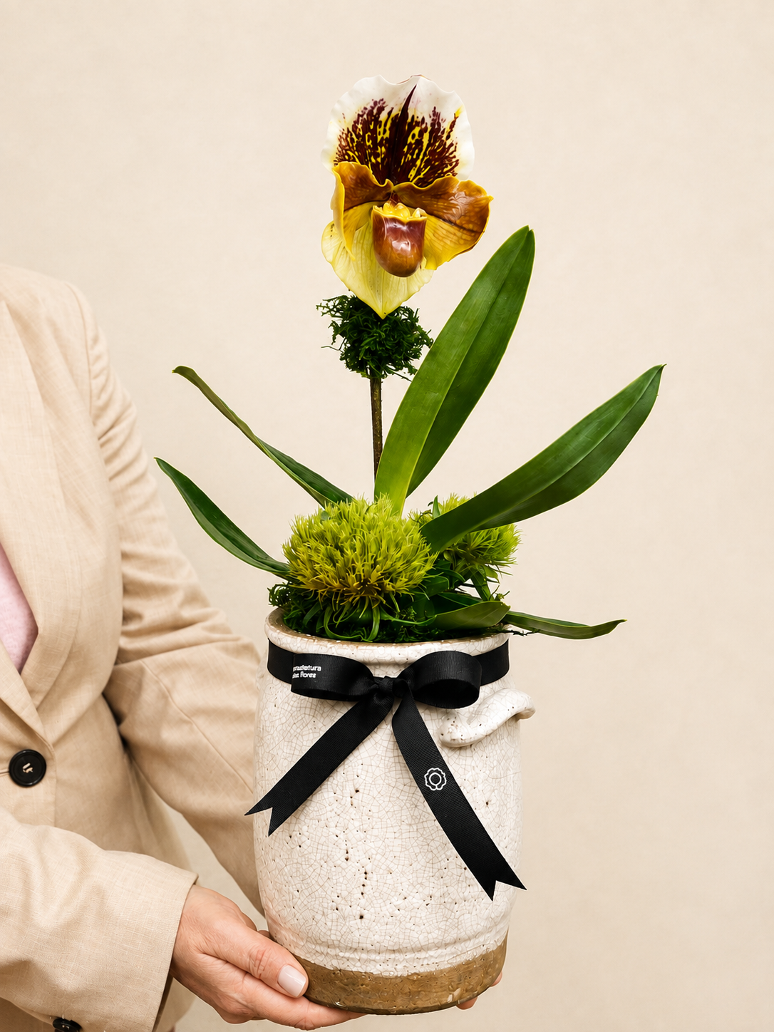 orquídea paphiopedilum em porto alegre orquídea paphiopedilum em porto alegre