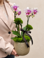 delivery de orquídea phalaenopsis emportoalegre rs