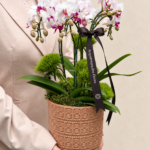 mini orquídea pahalenopsis com entrega em porto alegre rs