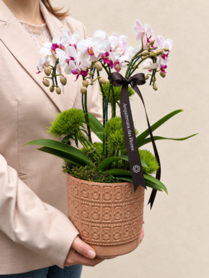mini orquídea pahalenopsis com entrega em porto alegre rs