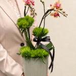mini orquídea phalaenopsis