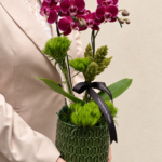mini orquídea phalaenopsis pink