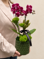 mini orquídea phalaenopsis pink